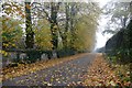 Autumn leaves on Piper Lane