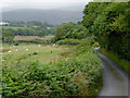 Pasture and lane to Swyddffynnon, Ceredigion