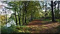 Woods at Strathleven