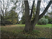 TQ0557 : Tree and garden on Mill Lane, Ockham by David Howard