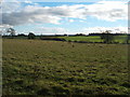 Grazing near Low Moor House