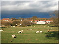 NZ1919 : Sheep grazing near Killerby by JThomas