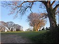 Trees near Marshwood