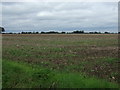 Farmland off the B1077, Short Green