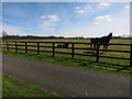 Horses near Little Ditton