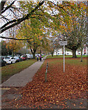 TL4657 : Davy Road: November leaves by John Sutton