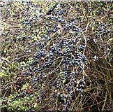 TG3002 : Sloes beside the footpath by Evelyn Simak