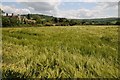 Barley field at Little Haresfield