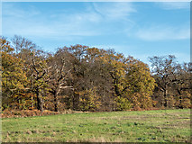 TQ2997 : Farmland near Williams Wood, Trent Park, Enfield by Christine Matthews