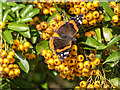 TQ2997 : Red  Admiral Butterfly on Cotoneaster Berries Trent Park, Enfield by Christine Matthews