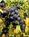 Sloes on a blackthorn shrub