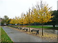 Line of trees and seats in Clifton Park, Rotherham