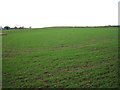 Young crop field near Bullmire Farm