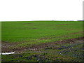 Young crop field off Richmond Road