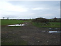 Farm track and hedgerow