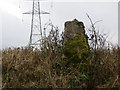 A hedge topping Triangulation Pillar standing beneath Power Lines at Derworthy