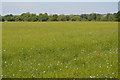 Flax, South Park Farm