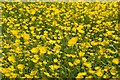 Buttercups in flower