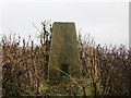 A hedge topping Triangulation Pillar at Whitsley Barton