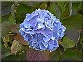 Blue Hydrangea