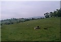 Grazing land south of Magheraconluce Road