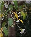 Cherry blossom in November, Redland