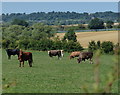 Cows and farmland near Haversham