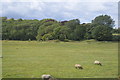 Woodland near Glynde