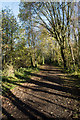 Tree shadows on Derwent Walk