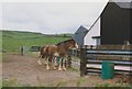 Clydesdale horses, Kirkgunzeon