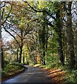 Country lane, Ipsden, Oxfordshire