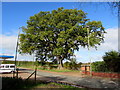 Dominant tree, Waymills, Whitchurch, Shropshire