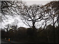 Trees by Brunswick Park Cemetery