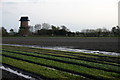 The eponymous windmill at Windmill Farm, Holmeswood