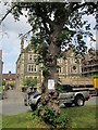 Horse chestnut, Downleaze, Bristol