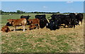 Herd of cows near Stoke Bruerne