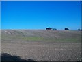 Drumlin crop land on the edge of the Seaforde Demesne