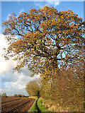 TG3105 : An oak tree in autumn colours by Evelyn Simak