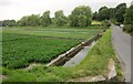 Watercress beds at Broad Chalke