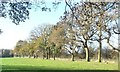 Trees along Lords Moor Lane, Strensall Common