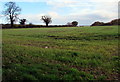 Coppice Green field north of Shifnal