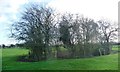 Trees around a fenced pond, near East Lilling