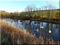 Cygnets in the Forth & Clyde canal