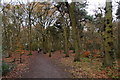 Walking in Ruff Wood, Ormskirk