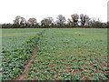 Footpath across a field near Longcot