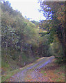 Forestry track in Carnoch Wood