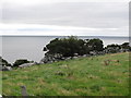 J3826 : Whins on the cliff top south of St Mary's Grave Yard, Ballaghanery by Eric Jones