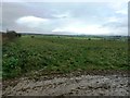 Crop Field viewed from Carr Head Lane