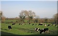 Cows at Sedrup