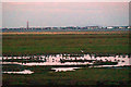 SD3621 : Birds at dusk on Crossens Marsh by Mike Pennington